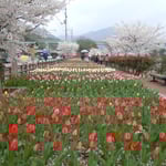 美馬市脇町のデ・レイケ公園のチューリップと桜です。　　　　　　　　　　　　　　　　　　　　　　　　　　　　　　　　　　・原色の並ぶ明るさチューリップ(和良)