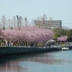 徳島市の助任川南岸の中央公園では蜂須賀桜が満開でした。　　・川面まで赤く蜂須賀桜咲く(和良)