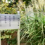 深大寺には像とともに虚子の句碑があり芒が植えられていました。　　・虚子像と枯野の句碑とむら薄(和良)