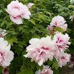 石井町の地福寺には牡丹も咲いていました。　　　　　　　　　　　　　　・白牡丹には午後の日の強過ぎる（和良）