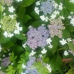 雨上がりの額の花は垣根越しの光に輝いていました。　　・垣根よりこぼるる光額の花（和良）