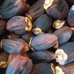 我が家のつるし柿です。よく乾いた冷たい風が仕上げてくれました。　　　　　　　　　　　　　　・艶も出て仕上がりにけりつるし柿(和良)