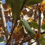 文化の森の広場への石段は満作の花を眺めてから上りました。　　・満作の黄に始まれる磴上る(和良)