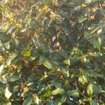 我が家の金木犀は朝日を浴びて強い香りを漂わせていました。　・朝からの金木犀の香りかな（和良）