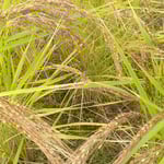 古代米は穂が赤かったです。丈が高いので倒れそうでした。　　・遠目にも穂先の赤き古代米（和良）