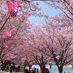 助任川南岸の蜂須賀桜は植樹して18年になり大きく育ちました。　・植樹して十八年のこの桜(和良)