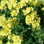 おきざり草の学名はオキザリス。カタバミ科カタバミ属の花です。　・春近しおきざり草の犇めける（和良）