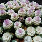 徳島城公園の葉牡丹は大きく渦が鞠上がり茎立ち始めていました。　・葉牡丹の渦盛り上がり茎立ちぬ（和良）