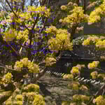 原田家住宅の裏庭の山茱萸の花はよく手入れができていました。　　・山茱萸の花に逆光なるは無く(和良)