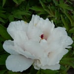 阿波市土成町の牡丹は大方が散り,残った牡丹が雨に濡れていました。　　　・牡丹の残花に残る夜半の雨（和良）