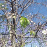 石井町の石井ドームのある公園では垂れ桜が帰り咲いていました。　　・満開のやうな桜の帰り花(和良)