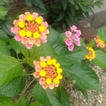 ランタナの花は夏から咲き始め九月になっても咲き続けています。・花こぼしつつも咲き継ぎランタナは(和良)