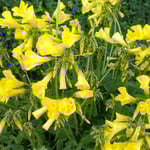 庭先のおきざり草に注がれる早春の日差は柔らく感じました。　　・春の日のおきざり草にやはらかく(和良)