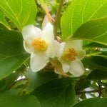 沙羅の花は一日限りの花です。落下した後も白が美しいです。　　　　　　・落ちてなほ白のまばゆき沙羅の花（和良）