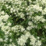 文化の森の裏山に咲く美しい仙人草ですが有毒であると聞きました。　・美しき仙人草の有毒と(和良)