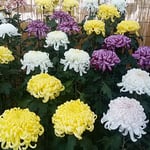 菊花展の花壇には大輪の菊の鉢が背丈を揃えて並べられていました。　　　・揃ひ咲き揃ひ咲かせて菊花展（和良）