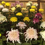 吉野川市鴨島町では菊人形の無い菊花展が開かれました。　　・菊花展菊人形の無き今年（和良）