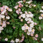 藍住町の薔薇園には小振りの薔薇もあり美しかったです。　　　　　　　　・小振りなる薔薇は犇めくやうに咲き（和良）