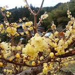 雨滴を置いた臘梅の花は艶やかに蝋を透かせていました。　　臘梅の蝋透き通る雨滴（和良）