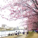 徳島市の助任川南岸で蜂須賀桜のお花見会が開かれました。　　　　・これはまあ雪の花見となりにけり(和良)