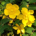 道後公園の未央柳は盛りを過ぎていましたが輝いていました。　　・未央柳残りの花のまぶしかり(和良)