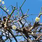 万福寺の白梅は青空を背景にして白が浮かび上がって見えました。　　　　・青空へ白梅の白際立ちて（和良）