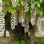 年輪を数えた石井町の白藤の幹は太くごつごつしていました。　　　　　　・白藤の幹ごつごつとして太く（和良）