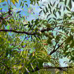 デイゴの花の隣には早くも金鈴子が実り始めていました。　　　　　　　　　　・青空やまだ緑濃き金鈴子（和良）