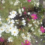 石井町で田の中の墓に寄り添うように咲くコスモスを見ました。　・田の中の墓に寄り添ひ秋桜（和良）