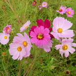 最盛期を過ぎても、まだ咲き続けるコスモスがありました。　　　　　　　・コスモスのまだ咲いてゐるひとところ(和良)