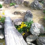 徳島城の表御殿の庭にある築山にも石蕗の花が咲いていました。　　　　・築山の岩の間に間に石蕗の花(和良)