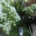 深大寺の本堂横のなんじゃもんじゃの大木に花が咲いていました。　　　　・本堂になんじゃもんじゃの白い花（和良）