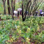 ホトトギスの俳句大会で高知市の牧野植物園を吟行しました。　　　・すごそこに岩石蘭と聞くからは(和良)