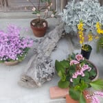 卯建の町の店先に並んだ鉢植は観光客の目を楽しませていました。　・店先の鉢植春を彩りて(和良)