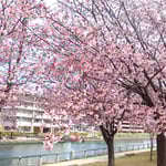 徳島市の助任川南岸の蜂須賀桜はお花見の名所になりました。　　　・お花見のできる日本のありがたく(和良)