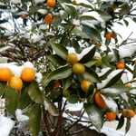 我が家の庭の金柑です。雪を乗せた金柑は輝いて見えました。　　　　　　　　　　　　・雪乗せて金柑の色増しにけり（和良）