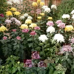 多種類の菊を集めたコーナーもありました。　　　　　　　　　　　　　　　　・それぞれの菊に個性のありにけり（和良）