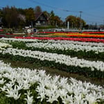 北島町のチューリップ園では4万8千本が咲き競っていました。　・白といふまぶしき色やチューリップ（和良）