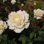少しずつ開花時期をずらして薔薇が植えられていました。　　　　　　　　　　　　　　　　　　　　　　　　　　　　　　　　・薔薇の園盛りの薔薇の次々に(和良)