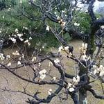 徳島城公園の梅林では白梅に笹子が来て止っていました。　　・蜂須賀の御殿の梅に笹子来る（和良）