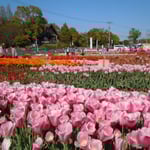 北島町のチューリップフェアに行ってきました。　　　　　　　　　　　　　　　　　　　　　　　　　　　　　　　　　　　　　　　・チューリップフェアに家族連れ多く(和良)