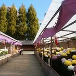 旧徳島城表御殿庭園で菊花展が開かれていました。　　　　　　　　　　　　・蜂須賀の御殿の庭の菊花展（和良）