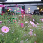 小樽市の小樽貴賓館(旧青山別邸)は鰊漁で栄えた大網元の別邸です。　　　　　　　　　　　　　　　　　　　　　　・コスモスや大網元の庭広し(和良)