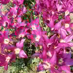 チューリップの原生地はトルコであると伝えられています。　・生まれたるトルコは遠しチューリップ（和良）