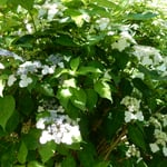 文化の森の裏山では崖に沿った斜面に紫陽花が咲いていました。　・よき風の紫陽花の谷上り来る（和良）