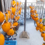 今年も自転車置き場にとりあえず100個柿を吊るしました。　　・柿を干す物干し竿の撓るほど（和良）