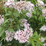 徳島市の円福寺では藤袴を大きく咲かせて蝶を待っていました。　・藤袴大きく咲かせ蝶を待つ（和良）