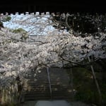 熊谷寺の二の門をくぐると満開の桜が出迎えてくれました。まさに春は爛漫でした。  ・二の門を出れば万だの花の下（和良）