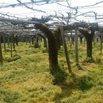 剪定の終った梨の畑には太陽の光が差し込んでいました。　・剪定の終り明るき梨畑に（和良）