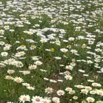 眉山山頂のマーガレットは犇めき合って咲いていました。　　・犇めけるマーガレットの美しさ(和良)